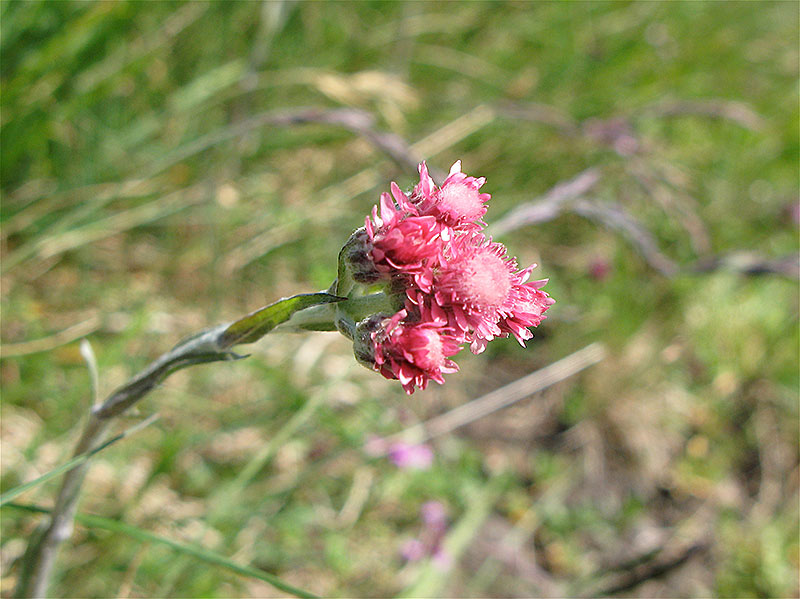 Rote Katzenpfote